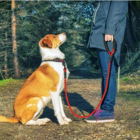 Experimenta la alegría de pasear a tu perro con nuestra correa reflectante para perros. 🐾✨